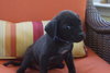 Romeo