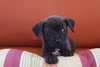 Scout