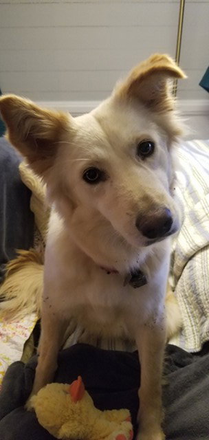 Molly - courtesy listing