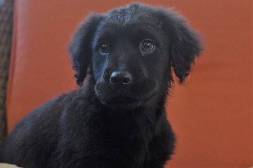 Gunnar