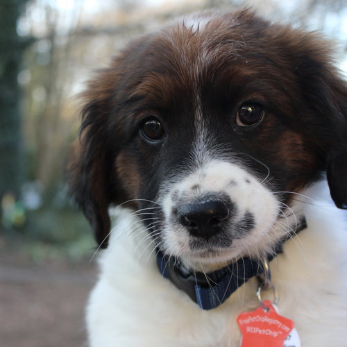 Charlie M