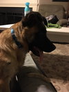 Gimli
