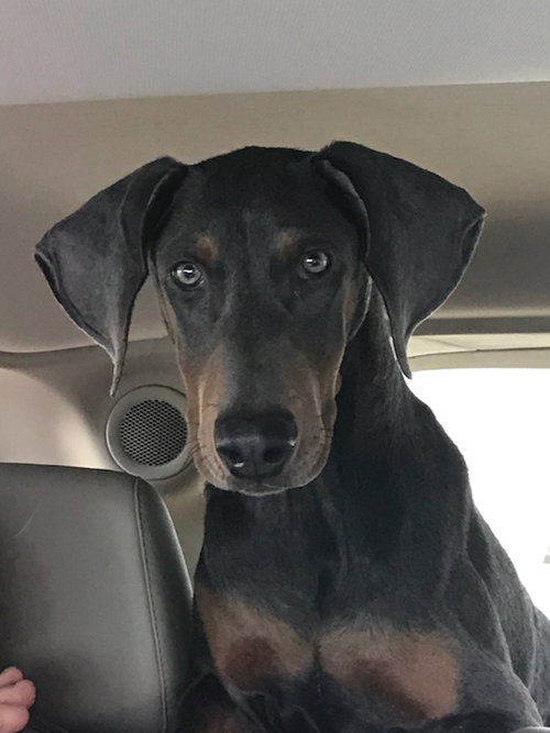 Huck