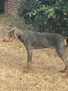Huck