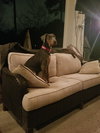 Huck
