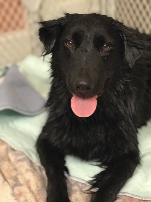 Stella