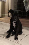 Fiona