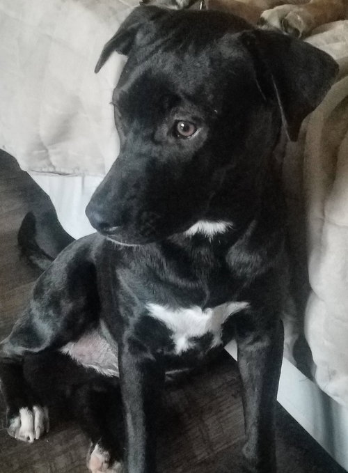 Gracie