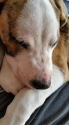 Murphy