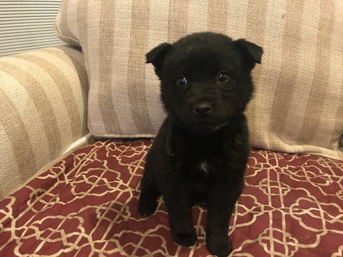 Kohl
