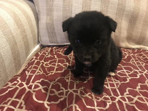 Kiko