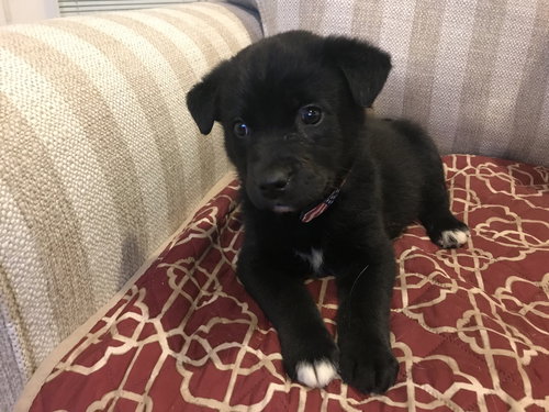 Cooper