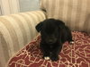 Cooper