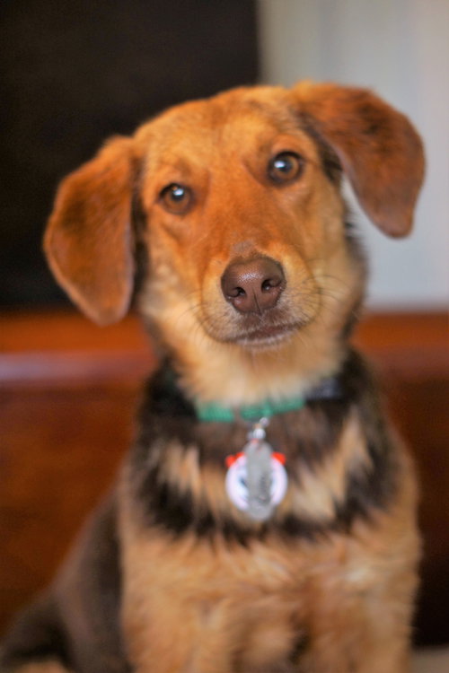 Cora