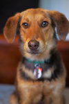 Cora
