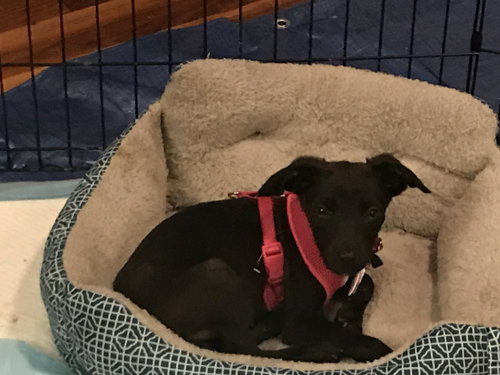 Meg