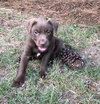 Yogi Bear