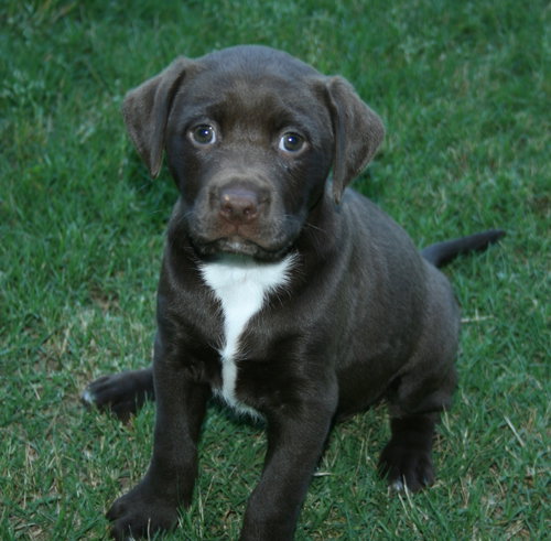 Sweet Georgia Brown