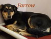 Farrow