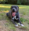 Cooper