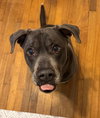Cooper