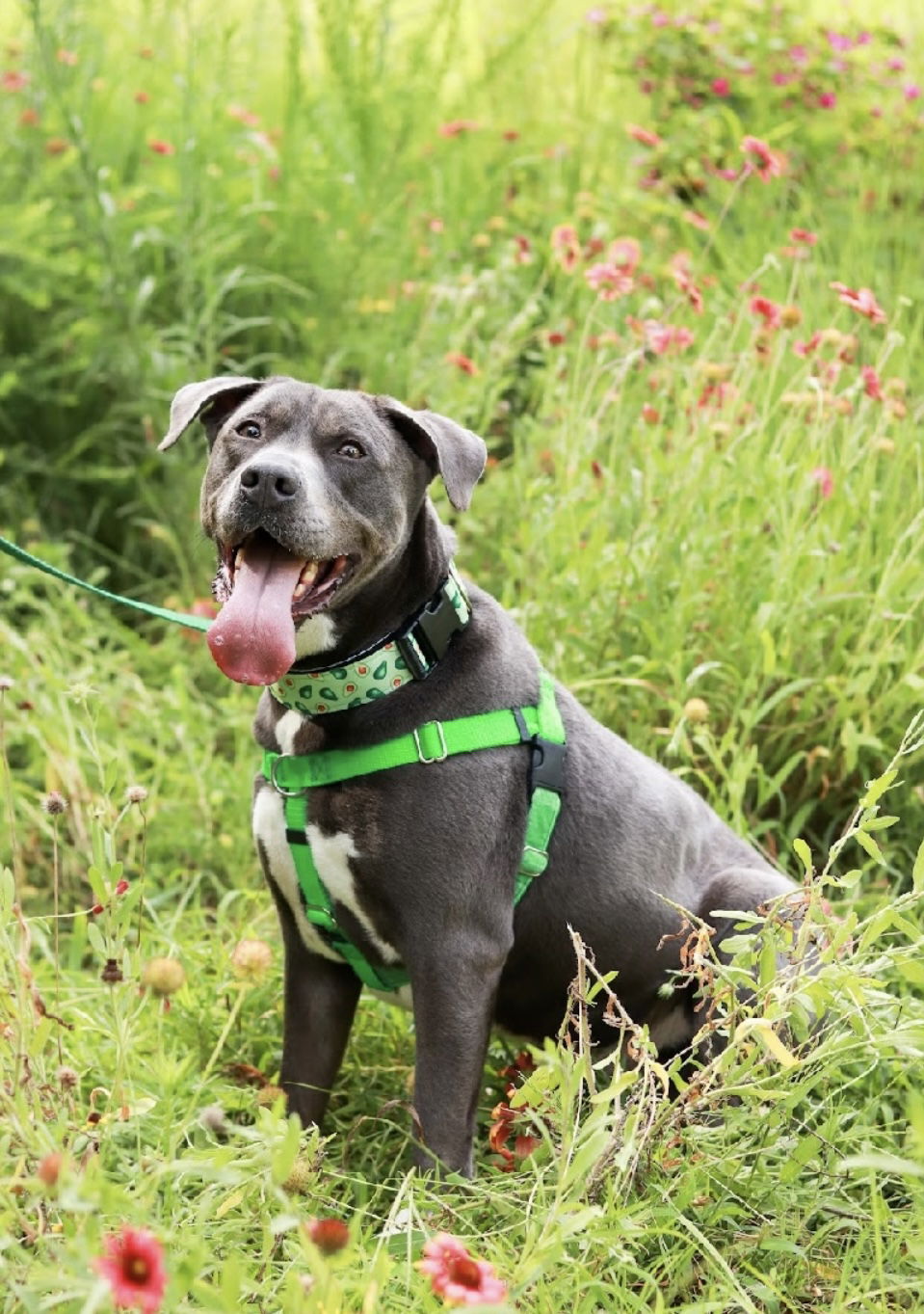 adoptable Dog in Holly Springs, NC named Cooper