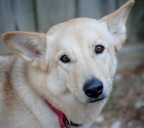 Kira