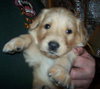 Cody