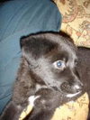 Cleo