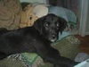 Cleo