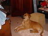 Brandy-Dolce