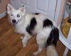Pippin