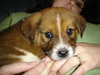 Sampson