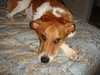 Sampson