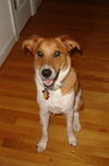 Sampson