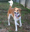 Sampson