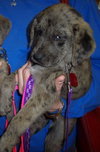 Scout