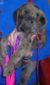Scout