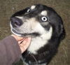 Shima