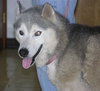 Tikani