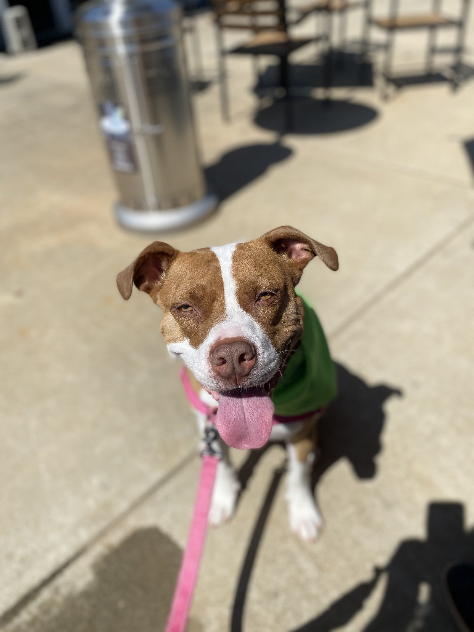 adoptable Dog in Holly Springs, NC named Emma