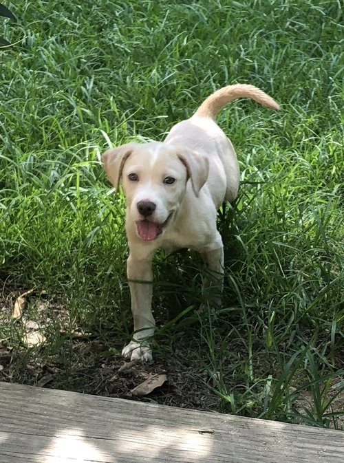 Finn