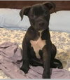 Jovi