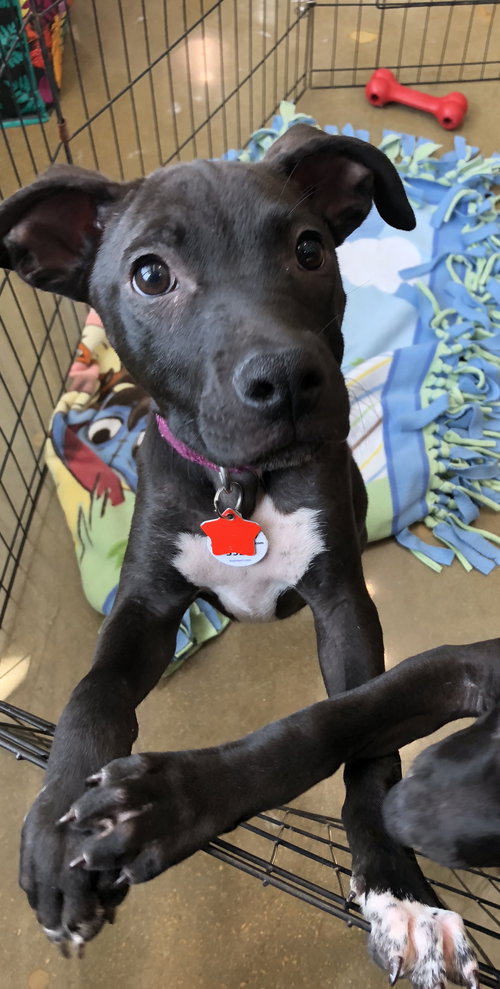 Jovi
