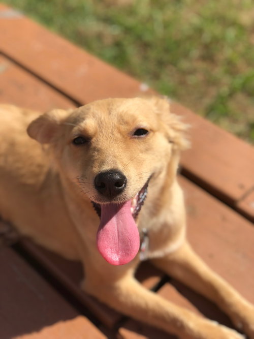 Artemis