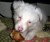Flurry