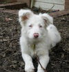 Flurry