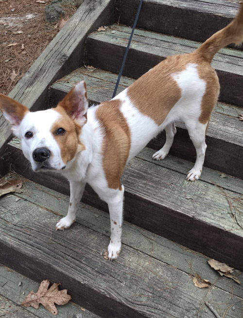 Ginger - courtesy listing