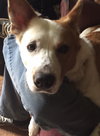 Ginger - courtesy listing