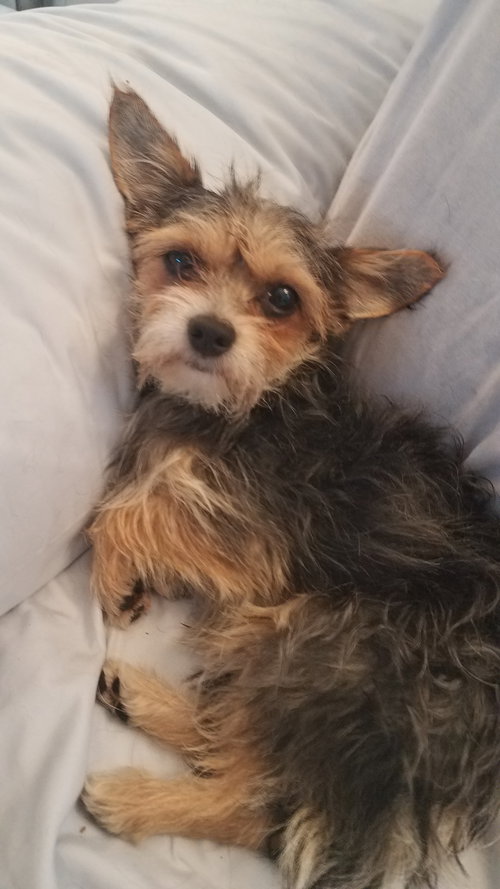 Frodo